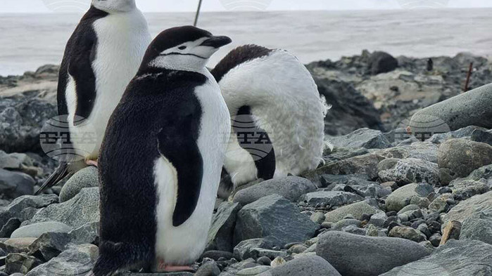 Антарктици и журналисти слязоха на брега на о-в Ливингстън в Антарктида